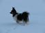 Papillon rulle R.I.P