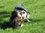 Papillon rulle R.I.P