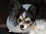 Papillon rønne R.I.P