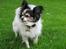 Papillon rønne R.I.P