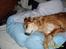 Golden retriever Trunte R.I.P 4/7-08 - slapper af i mors seng..