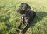 Labrador retriever Baloo regnr. 09914/2006