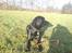 Labrador retriever Baloo regnr. 09914/2006