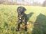 Labrador retriever Baloo regnr. 09914/2006