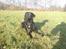 Labrador retriever Baloo regnr. 09914/2006 - Hvad sker der derovre?