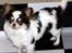Chihuahua Quinie