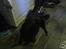Blanding af racer B´sen RIP 8/10-2010 -  meget sløv hund der lige r kommet hjem fra dyrhospitalet