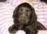 Cocker spaniel Joe - hej, jeg hedder Joe, og det her er min net profil, ja ja, man skal jo være med på moden! 