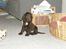 Cocker spaniel Joe - er jeg ikke bare en flot fyr!!