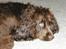 Cocker spaniel Joe - d.14-7-08 ... iiihhhh altså jeg bliver helt flov når du griner af mig mor, jeg kan jo ikke forstå det, jeg syntes jo selv jeg har sådan en flot frisure