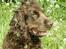 Cocker spaniel Joe - d 22 maj 2008! sikke et dejligt forår tænker joe
