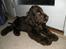 Cocker spaniel Joe - d. 23-2-08 Joe vikser og vokser!