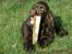 Cocker spaniel Joe