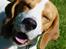 Beagle Mads / Fairytosh Mc. Cafferty - Smil til verden og den smiler til dig :) <3 - 03.06.10