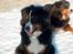 Berner sennenhund Malou