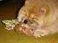 Chow chow Sikka / Rossy Spirit - Det er KUN MIN bamse ! :)