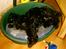 Cocker spaniel Bonnie (død 4 maj 2008)  - Jeg ønsker mig en større seng