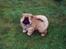 Chow chow Peifu's Aslan Chi Gau - Aslan 8 uger - lige kommet hjem