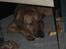 Blanding af racer Balto aflivet d. 3/11-11 