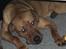 Blanding af racer Balto aflivet d. 3/11-11 