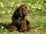 Cocker spaniel Joe - d. 4-5-08