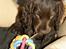 Cocker spaniel Joe - kan jeg snart få lov til at spise min tygge-pind i fred uden du behøver knipse billeder?