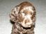 Cocker spaniel Joe