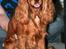 Cocker spaniel Sofus *RIP* - Velkommen til min profil. Det er mig der er Sofus.