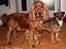 Cocker spaniel Sofus *RIP* - Sofus & Lilly