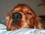Cocker spaniel Sofus *RIP* - Zzzz