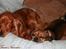 Cocker spaniel Sofus *RIP* - Zzzzz - vi sover. Sofus & Lilly