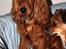 Cocker spaniel Sofus *RIP* - Jeg er træt - må jeg ikke godt sove nu?