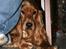 Cocker spaniel Sofus *RIP* - Gemmer mig lige her :D