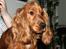 Cocker spaniel Sofus *RIP* - Hvem sagde morgenhår?