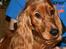 Cocker spaniel Sofus *RIP*