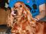 Cocker spaniel Sofus *RIP*
