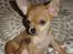 Chihuahua peanut