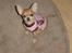 Chihuahua peanut