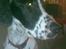 Blanding af racer Pablo **Ribe hund** RIP