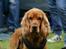 Cocker spaniel Dumle R.I.P - Med på camping