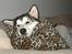 Alaskan malamute Mojo   - Bare fordi man er mutte ka man da godt bruge puden!