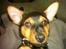 Dvaergpinscher louie