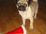 Mops Cosmo - Cosmos første jul :O)