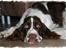 Engelsk springer spaniel Monty