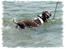 Engelsk springer spaniel Monty