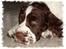 Engelsk springer spaniel Monty