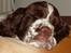 Engelsk springer spaniel Monty