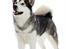 Alaskan malamute Mojo   - vi har hørt man ska stå sådan til udstillinger..