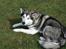 Alaskan malamute Mojo  