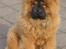 Chow chow Gonzo - Her er min mor 